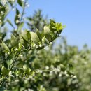 귤꽃향기 이미지