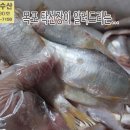 9월 8일, 자연산민어회(석장뜨기), 냉동파갈치, 2띠먹갈치, 밴댕이, 서대, 달고기, 숫꽃게, 반건조생선, 냉동생선, 멸치액젓, 젓ㄱ 이미지