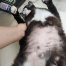 유석 동물병원 이미지