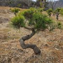 조경당 | 논산 조경 소나무 조형수 정원 꾸미기 방법과 실제 후기