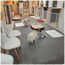 메가펫 애견호텔 이미지