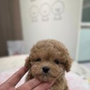 태원켄넬 이미지