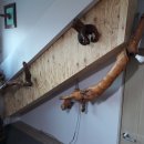 낙엽송식당 이미지