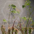 플로리스트자격 이미지