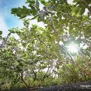 라원농장 이미지