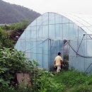 이진호 농장 이미지