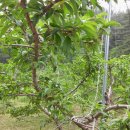 첫골농장 이미지