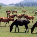 대두목장 이미지