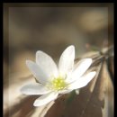 들꽃사랑 이미지