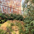 우리꽃식물원 | 화성투어패스로 다녀온 우리꽃 식물원 &amp; 카페 산책 후기