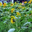 선자 농장 이미지