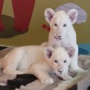 루카농장 | 대구 네이처파크 아기 백사자 동물농장 동물원 관람 정보