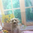 호이펫샵 이미지