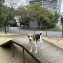 구갈레스피아 이미지