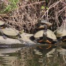 예쁜커피나무 이미지