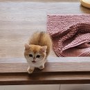 광주 고양이가정분양 비비냥 이미지