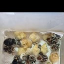 (주)레이스킨 이미지