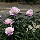 안나의정원 이미지