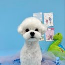 애견미용실 또이쁜댕 이미지