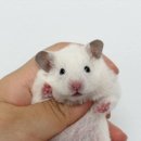 날아라 햄찌 이미지