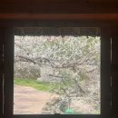 지에스25광양매화 | 광양 매화마을 개화시기, 3년치 기록으로 분석!(2023-2025 직접 찍은 사진)