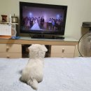 해피애견타운강아지분양서울본점 말티푸 미니비숑프리제 포메 이미지