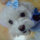 하루멍멍 이미지