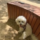 덕이동 소문난 짬뽕집 덕이짬뽕 내돈내산 후기
