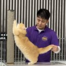 Golden Birthday 이미지