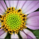 COSMOS/별,꽃 이미지