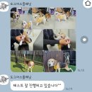 원만사 유치원 | 청량리 제기동 애견호텔 유치원 '도그어스플래닛' 후기-1탄 (성향테스트)