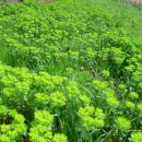 구룡포회 이미지