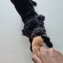 쭈펫살롱 이미지