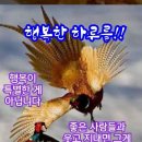 허서방네 Daum카페