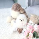 더펫 강아지분양 고양이분양 일산본점 이미지