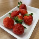 [청주 동규네 딸기] 딸기 맛집 딸기밭체험 전국배달가능 딸기를 사면 와플이 공짜 내돈내산 후기