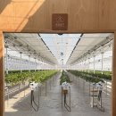 가득농장 | [파주 아이와 가볼만한 곳] 주말 나들이 추천: 감성 가득한 모래놀이 딸기농장 '솜솜딸기' 체험 후기🍓