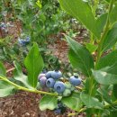 금현농장 이미지