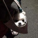 포포즈 반려동물장례식장 양주점 이미지