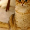 냥이 싸롱 이미지