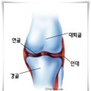 무릎(도가니)을 보호합시다.... 이미지