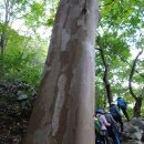 수도산자연휴양림 이미지