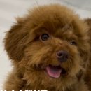 슈슈펫살롱 이미지