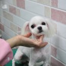 딱지애견샵 이미지