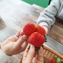 암농장 | 김포 아이와 갈만한곳 딸기농장 딸기따기 체험이 가능한 더땡큐팜