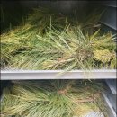 솔잎농장 이미지