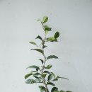 동백하우