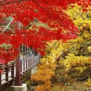 해인사 소리길 이미지