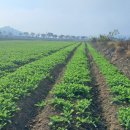 소태면사무소 이미지