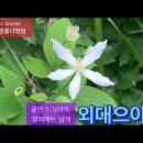 외대으아리_꽃은 1-3개씩, 열매엔 날개‪ 이미지